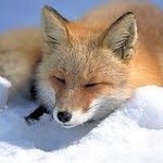 Сколько лет живет лиса – Продолжительность жизни Сколько лет живет лиса – Продолжительность жизни