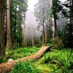 Сколько лет живут деревья – Продолжительность жизни Сколько лет живут деревья – Продолжительность жизни