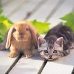 Сколько лет живет заяц – продолжительность жизни Сколько лет живет заяц – продолжительность жизни