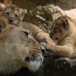 Сколько лет живут животные – Продолжительность жизни Сколько лет живут животные – Продолжительность жизни