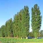 Сколько лет живет тополь – Продолжительность жизни Сколько лет живет тополь – Продолжительность жизни