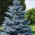 Сколько лет живет ель – Продолжительность жизни Сколько лет живет ель – Продолжительность жизни