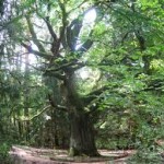 Сколько лет живет Дуб – Продолжительность жизни Сколько лет живет Дуб – Продолжительность жизни