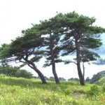 Сколько лет живет береза – Продолжительность жизни Сколько лет живет береза – Продолжительность жизни