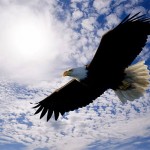 Сколько лет живут орлы – Продолжительность жизни Сколько лет живут орлы – Продолжительность жизни