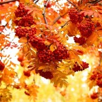 Сколько лет живет рябина Сколько лет живет рябина