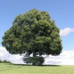 Сколько лет живет дуб Сколько лет живет дуб