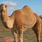 camel3