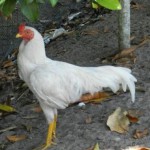 chicken6