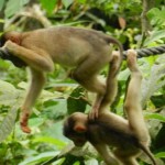 monkey8